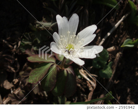Chrysanthemums Chrysanthemums 2591942