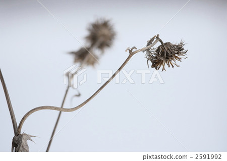 dead flower, thistle, marianum 2591992