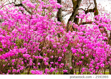 Azalea 2591993