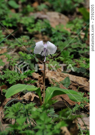 white dogtooth violet, plant, vegetative 2592005