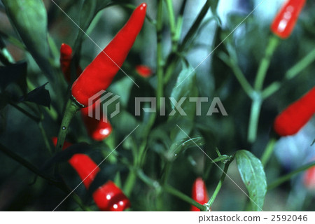 62915辣椒 62915辣椒 2592046