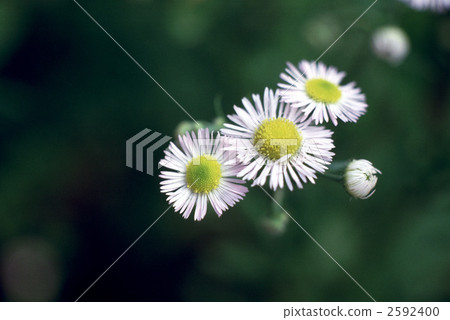 62988 Himgeon 2592400