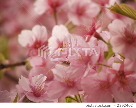 河津櫻 萌芽 嫩芽 2592402