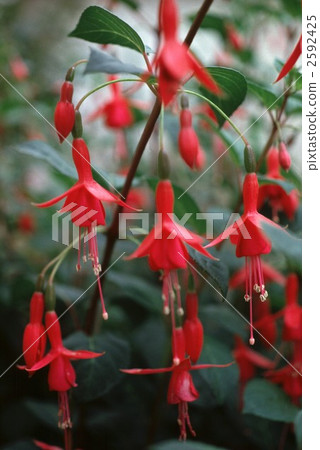 63002 fuchsia 2592425