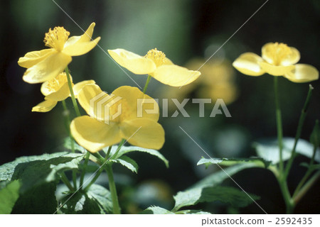 63008 Yamaboko 2592435