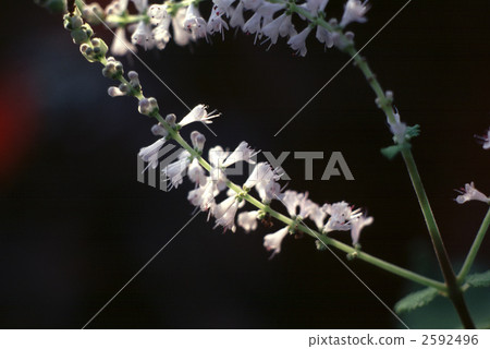 63059 Fubukibana 63059 Fubukibana 2592496