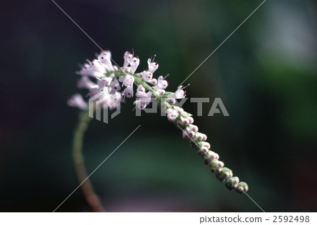 63060 Fubukibana 2592498