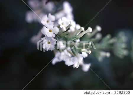 63061 Buttrea 2592500