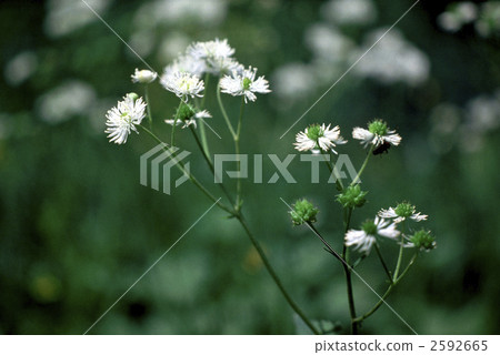 63161 Momiji落葉松 63161 Momiji落葉松 2592665