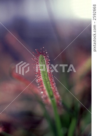 63164 Mewsengoke 63164 Mewsengoke 2592668