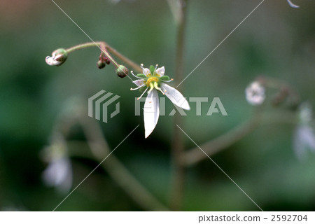 63197 Yukinoshita 2592704