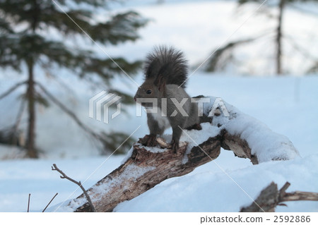 松鼠 2592886