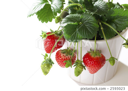 Potted Ichigo Potted Ichigo 2593023