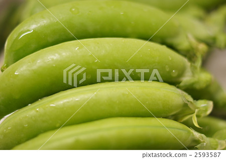 Lazy snap pea Lazy snap pea 2593587