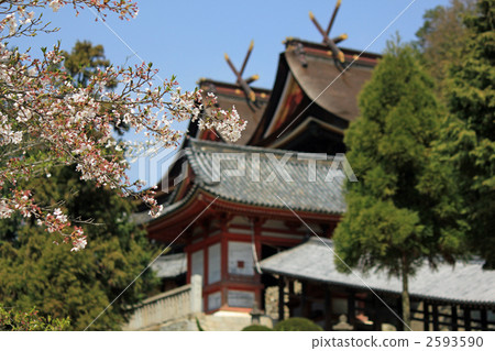 cherry blossom, cherry tree, corridor 2593590