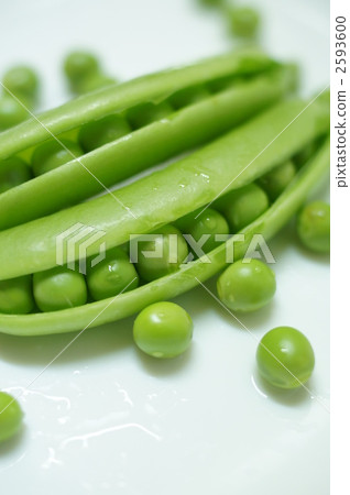 Lazy snap pea Lazy snap pea 2593600