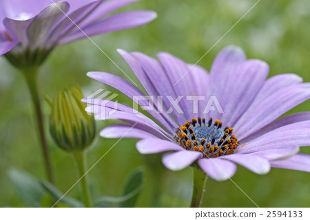 African daisy 2594133