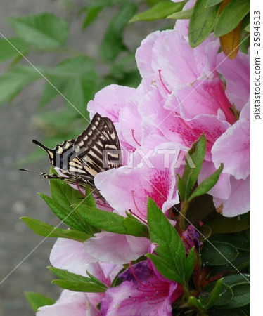 azalea, azaleas, butterfly 2594613
