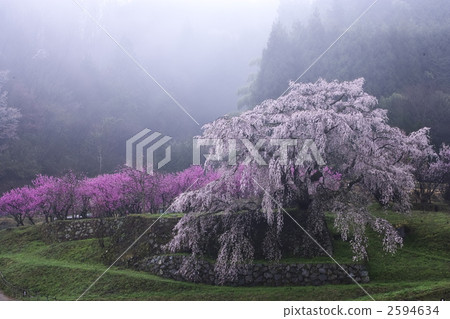 Matabei Sakura 2594634