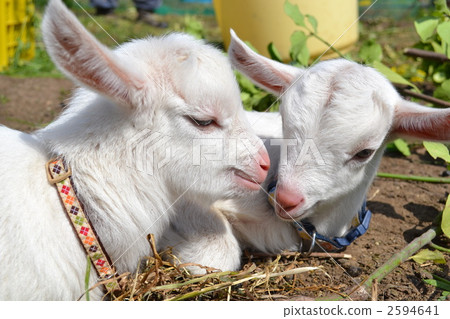兩隻小山羊 兩隻小山羊 2594641