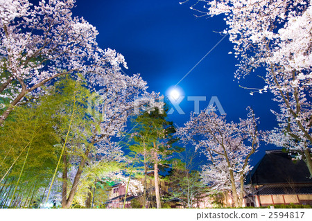 夜櫻 夜晚的櫻花樹 高田公園 2594817