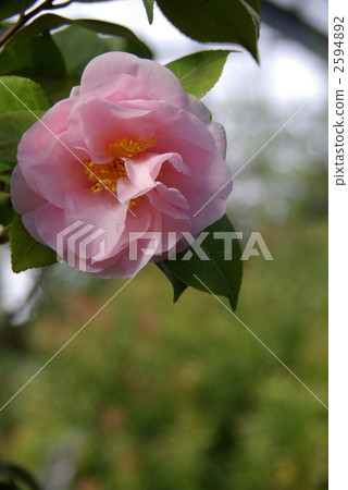 sheila, camellia, japanese camellia 2594892