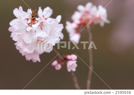 Taka Touko Higanzakura（Takatoshi Sakura） 2595038