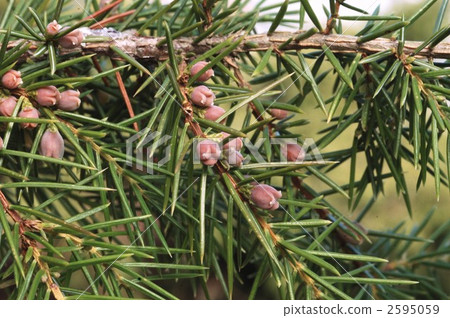 Neck (female flower) Neck (female flower) 2595059