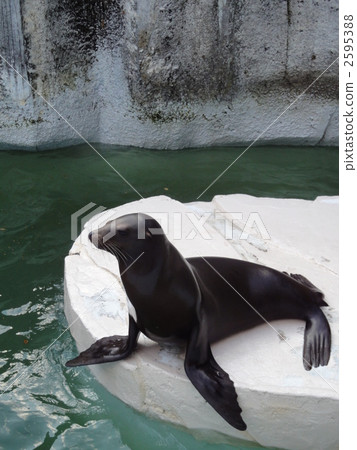 Sea lion Sea lion 2595388