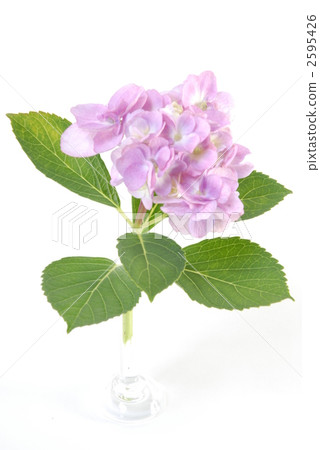 hydrangea hydrangea 2595426