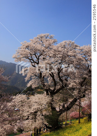 高知縣葫蘆櫻桃樹 2595546