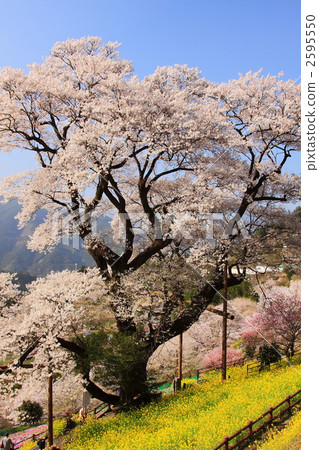 高知縣葫蘆櫻桃樹 2595550