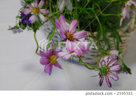 波斯菊花卉佈置 2595581