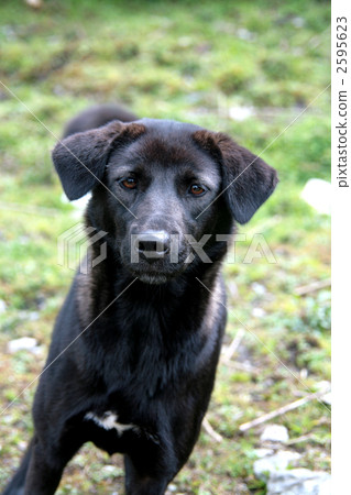 黑狗 2595623