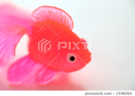 Goldfish   2596064