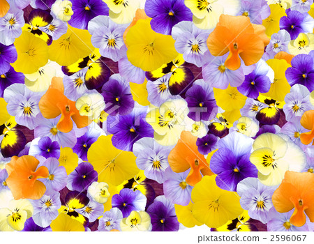 Pansy (background) 2596067