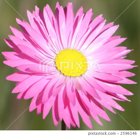 野花 開花 花 2596146