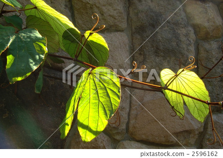 February tropical plant Bauhinia · Auray folia · Legume 03 February tropical plant Bauhinia · Auray folia · Legume 03 2596162