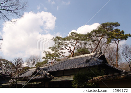 March Pinus thunbergii and Pinaceae 26 2596172