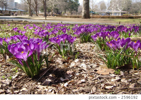 March Crocus和Iridaceae 86 March Crocus和Iridaceae 86 2596192
