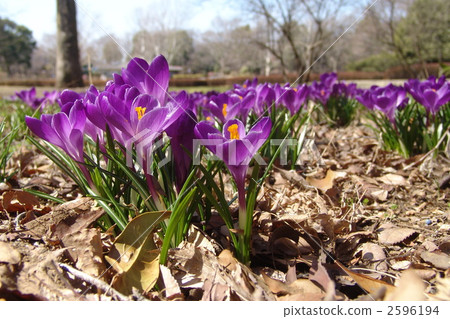 March Crocus和Iridaceae 87 2596194