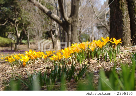March Crocus和Iridaceae 88 2596195
