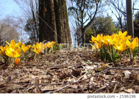 March Crocus和Iridaceae 89 2596196