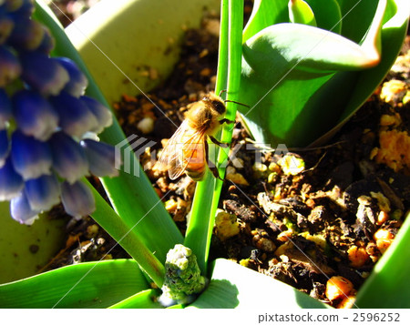 Bee tied to leaves 2596252