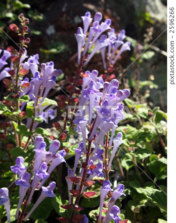 黃芩 黃芩 2596266