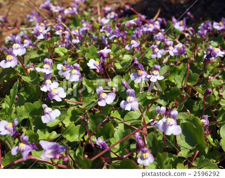 Tsuta Boununn 2596292