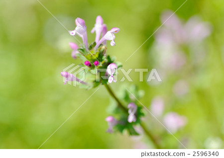 Lamium amplexicaule 2596340