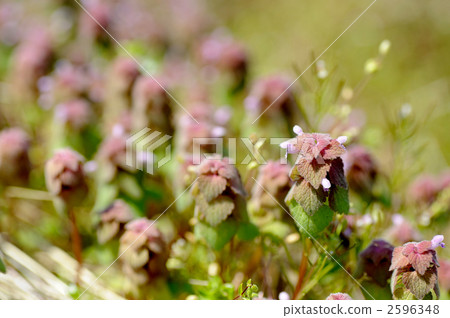 Himeodoricosoum Himeodoricosoum 2596348