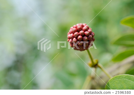 卡里安道爾的芽 2596380