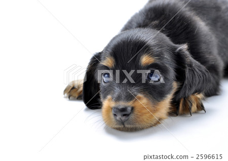 doggy, puppy, dachshund 2596615